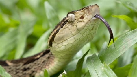 naked and afraid producer snake bite|Discovery Channel Producer Shows Off Unbelievably Gross。